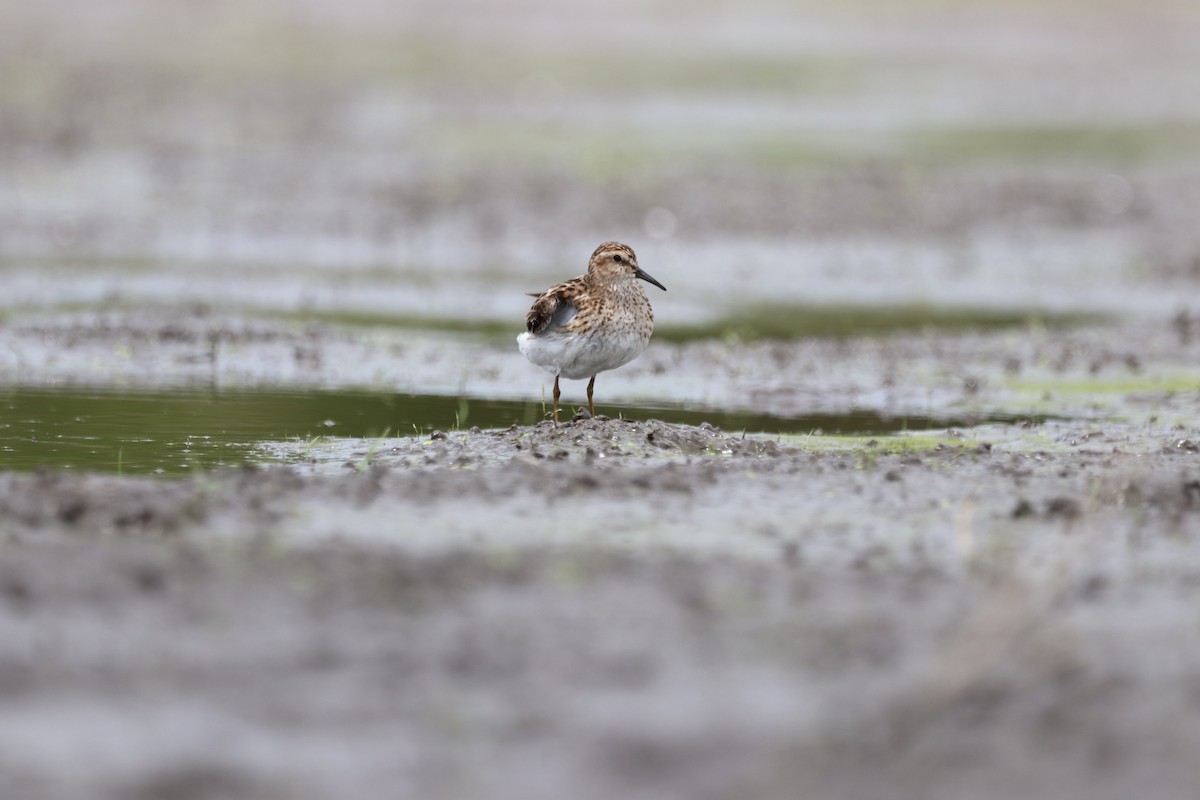 Least Sandpiper - ML467867041