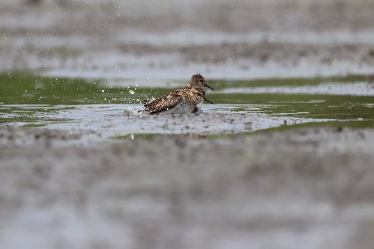 Least Sandpiper - ML467867051