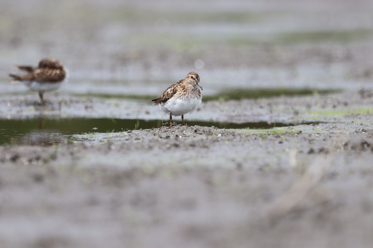 Least Sandpiper - ML467867061