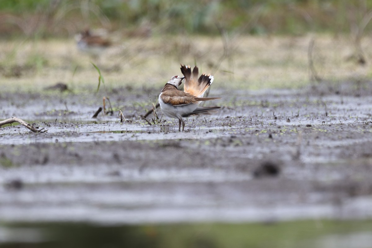 Killdeer - ML467867091