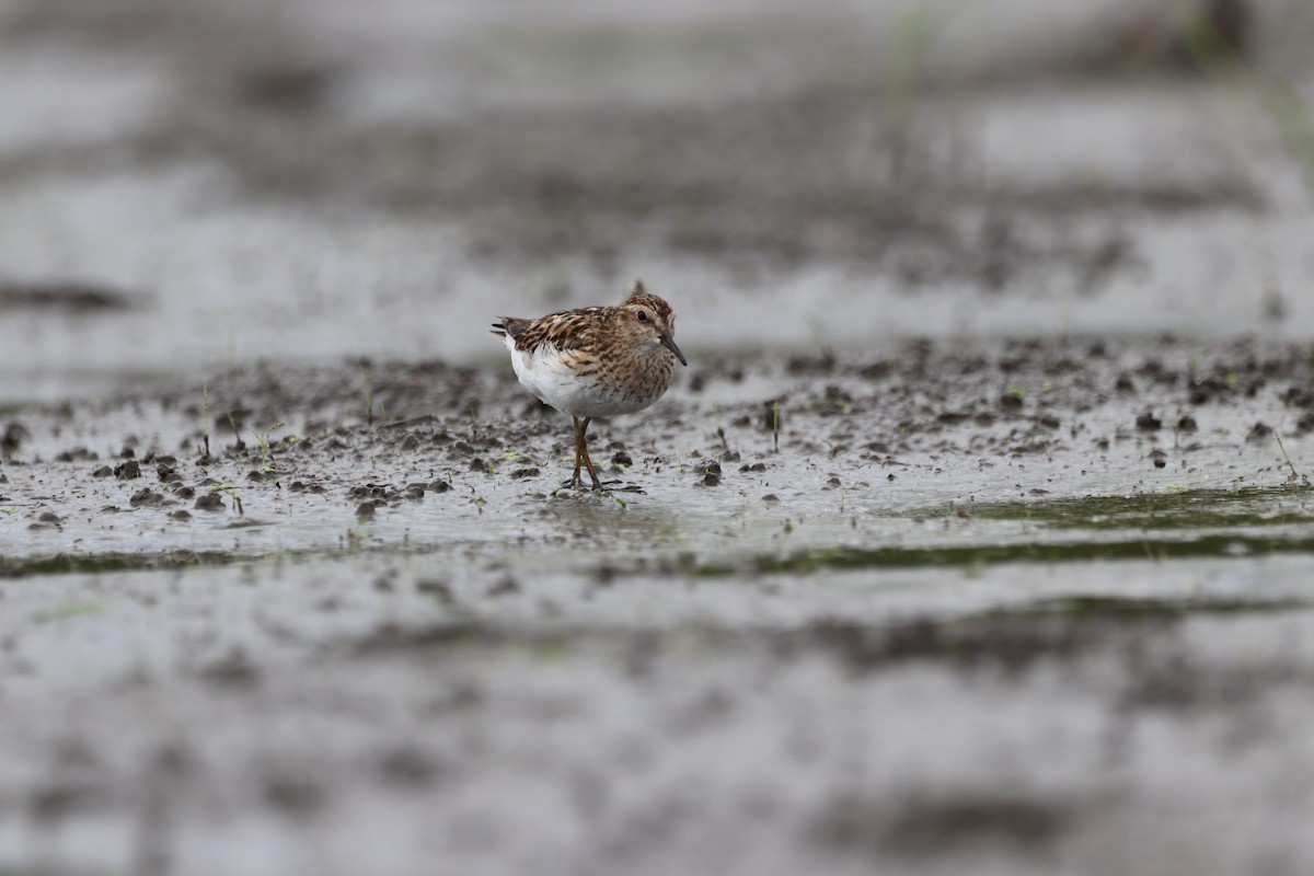 Least Sandpiper - ML467867181