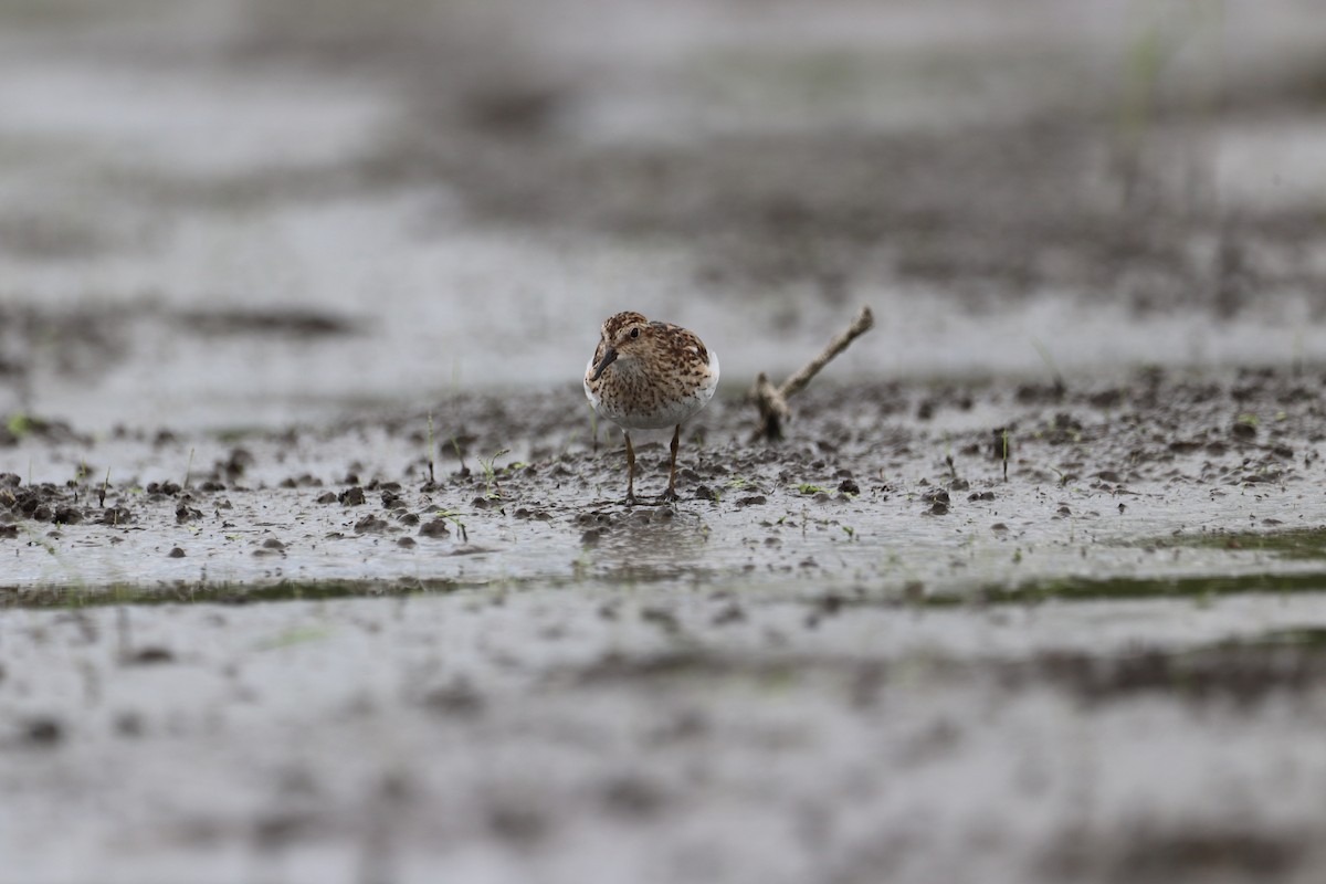 Least Sandpiper - ML467867191