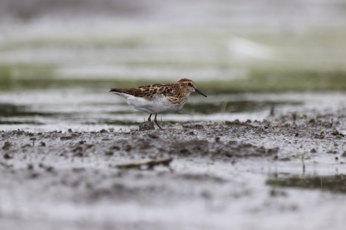 Least Sandpiper - ML467867201