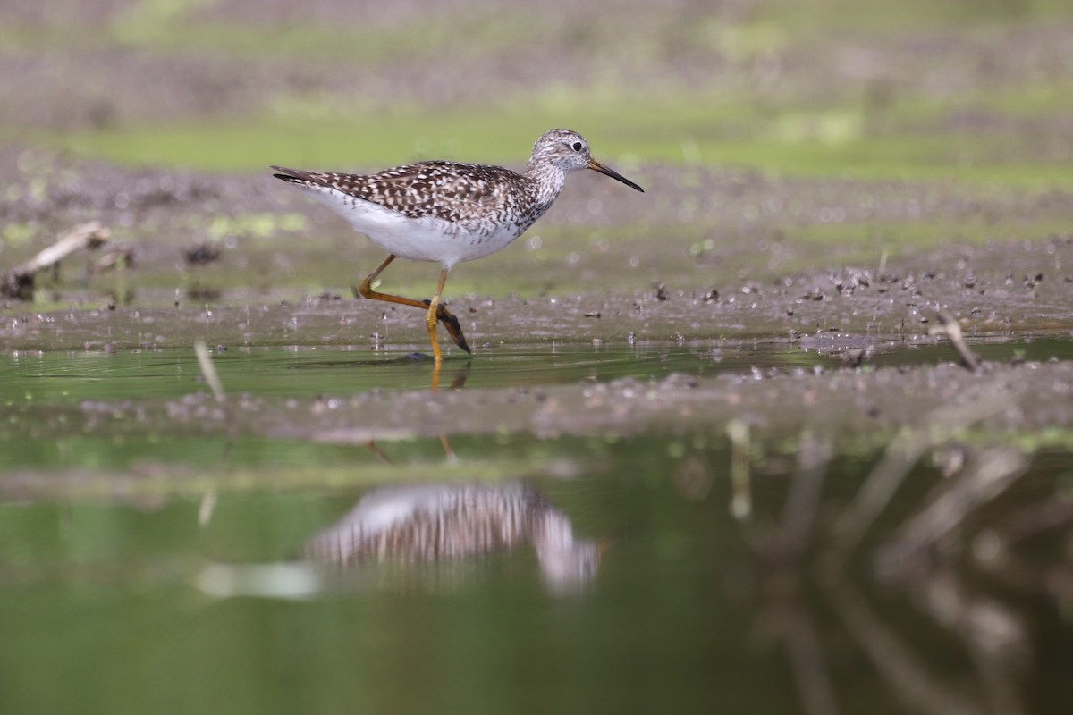 Lesser Yellowlegs - ML467867261