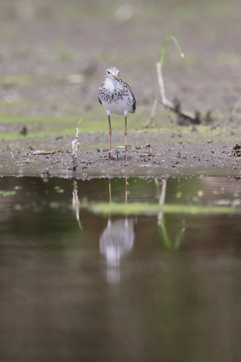 Lesser Yellowlegs - ML467867271