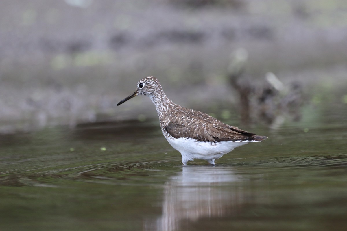 Solitary Sandpiper - ML467867401