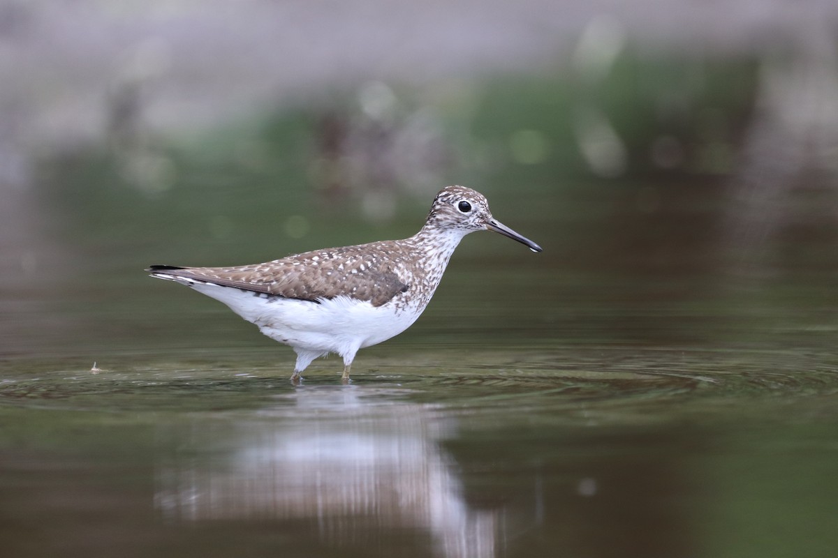 Solitary Sandpiper - ML467867411