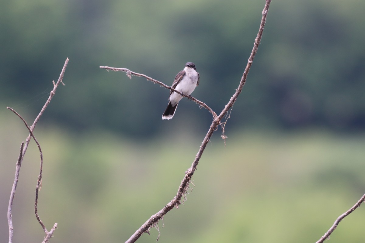 Eastern Kingbird - ML467867721