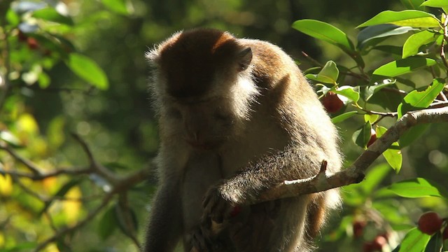 Long-tailed Macaque - ML467868