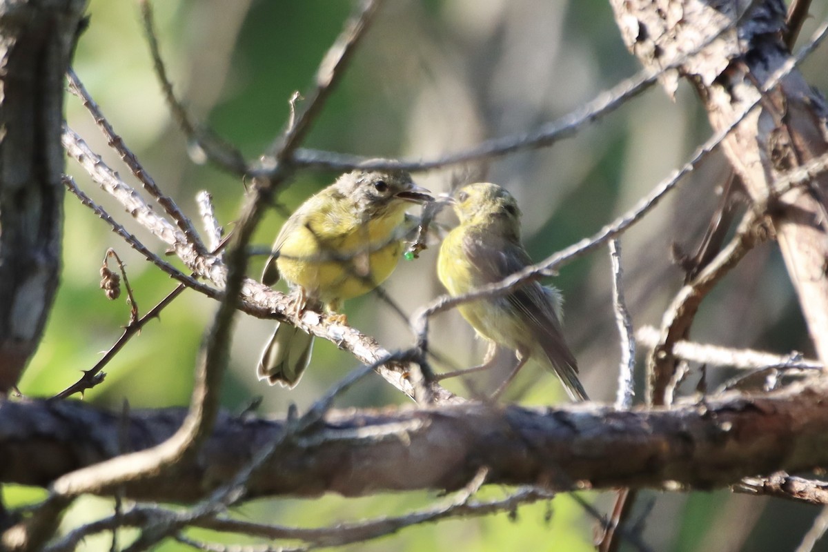 Prairie Warbler - ML467868171