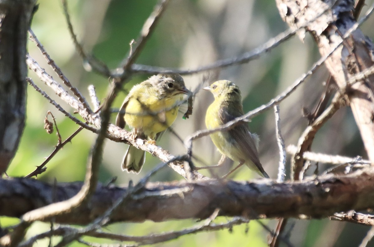 Prairie Warbler - ML467868191