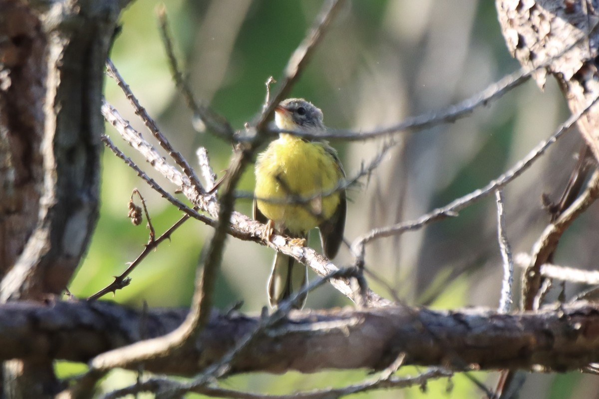 Prairie Warbler - ML467868201