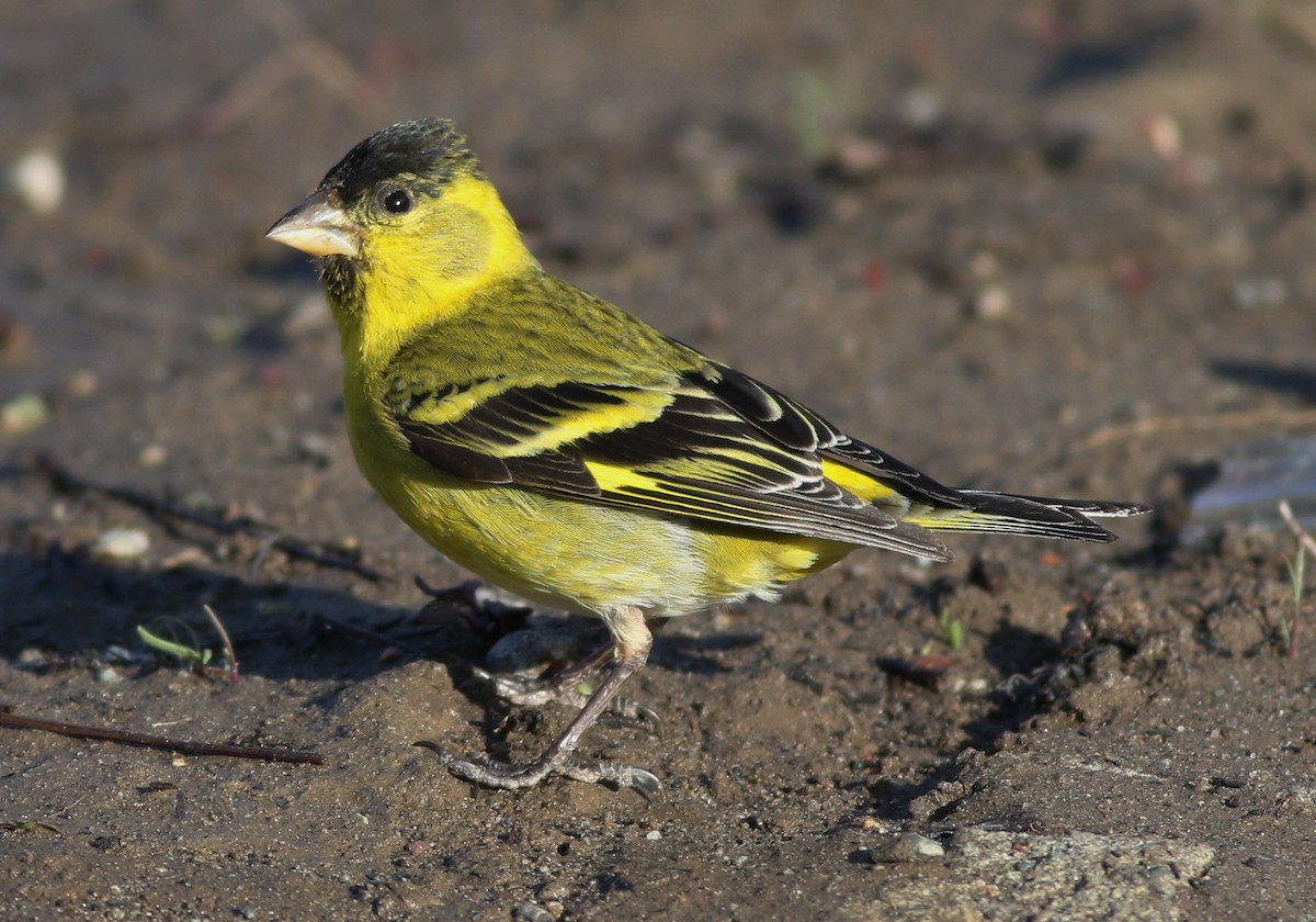 Black-chinned Siskin - Derek Stokes