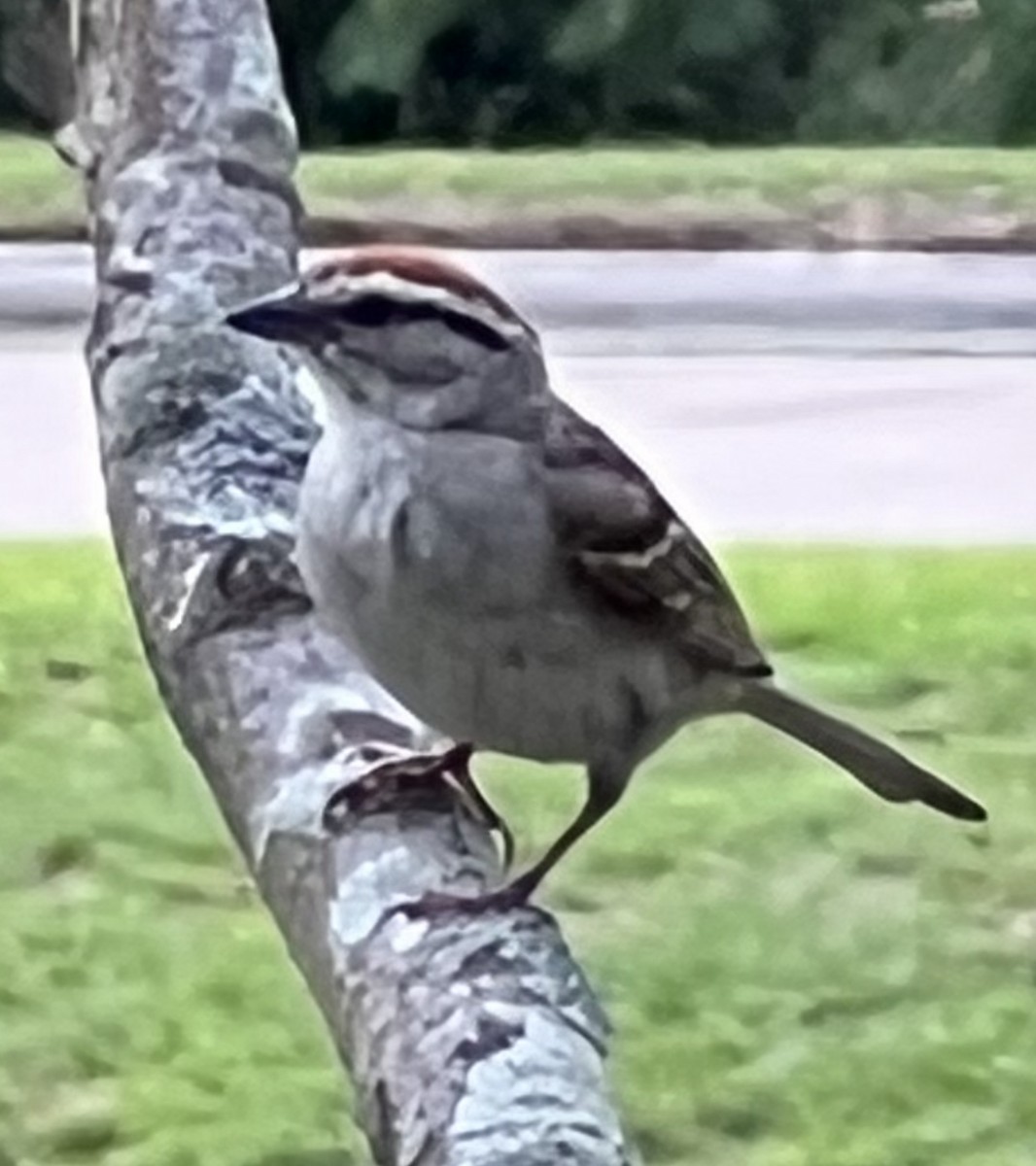 Chipping Sparrow - ML467870271