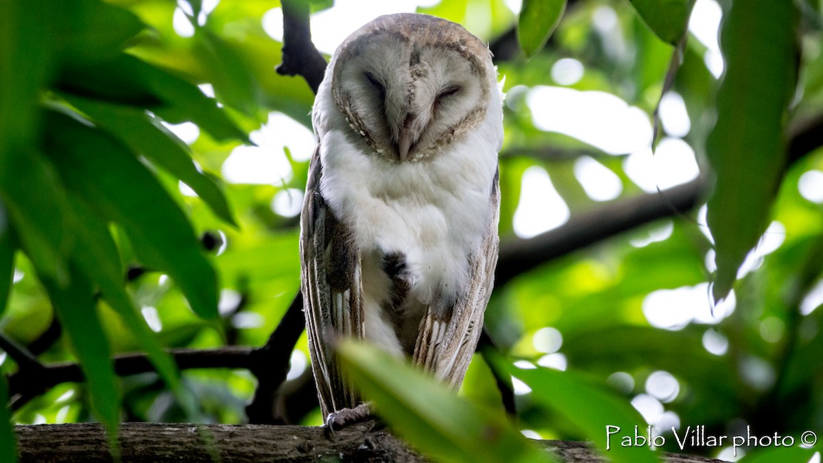 Barn Owl - ML467870441