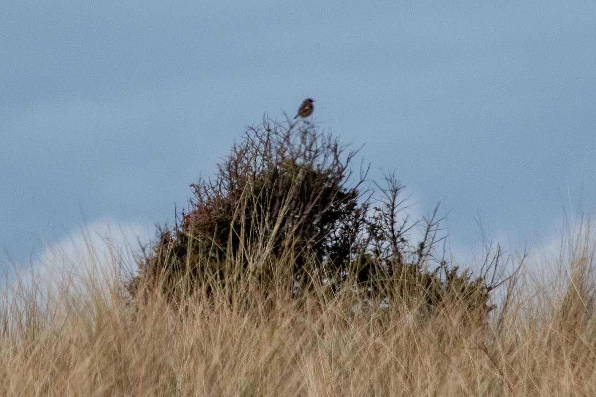 European Stonechat - ML467872761