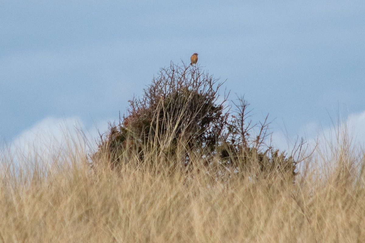 European Stonechat - ML467872781