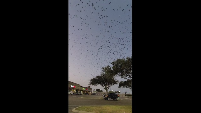 Purple Martin - ML467873051