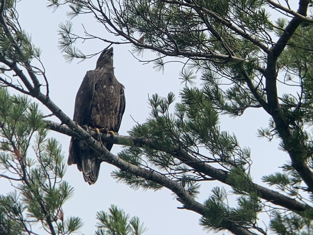 Bald Eagle - ML467873651