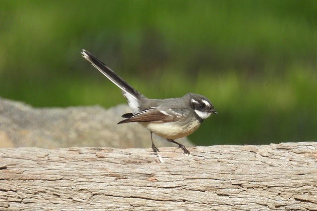 Gray Fantail (alisteri) - ML467876031