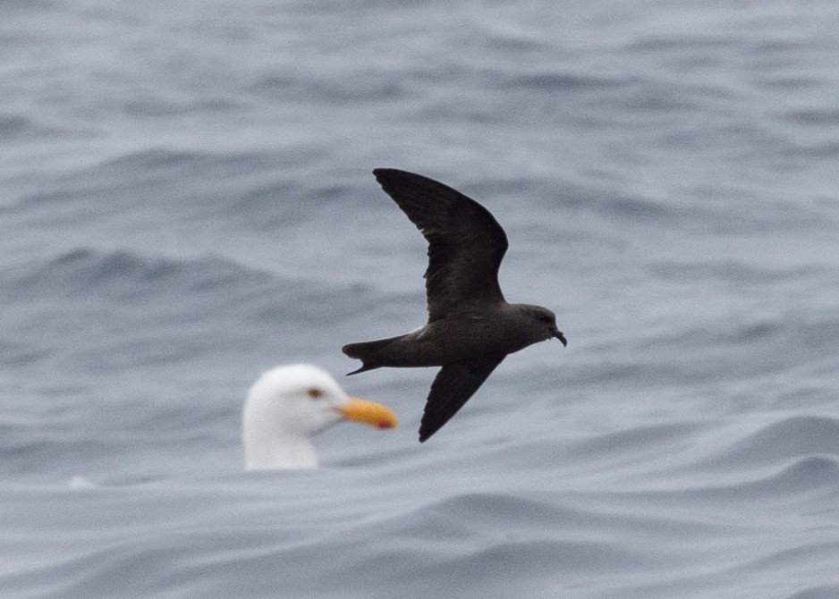 Leach's Storm-Petrel - ML467876081