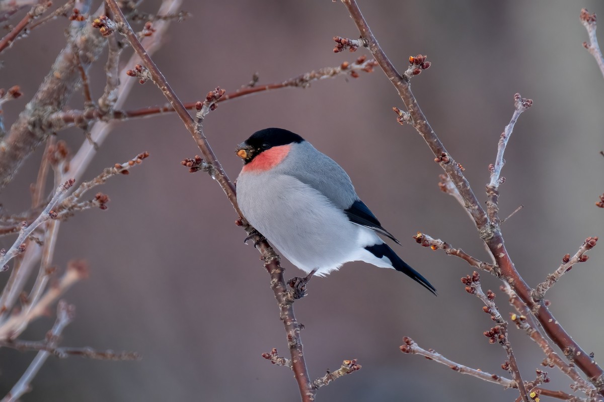 Eurasian Bullfinch (Baikal) - ML467876801