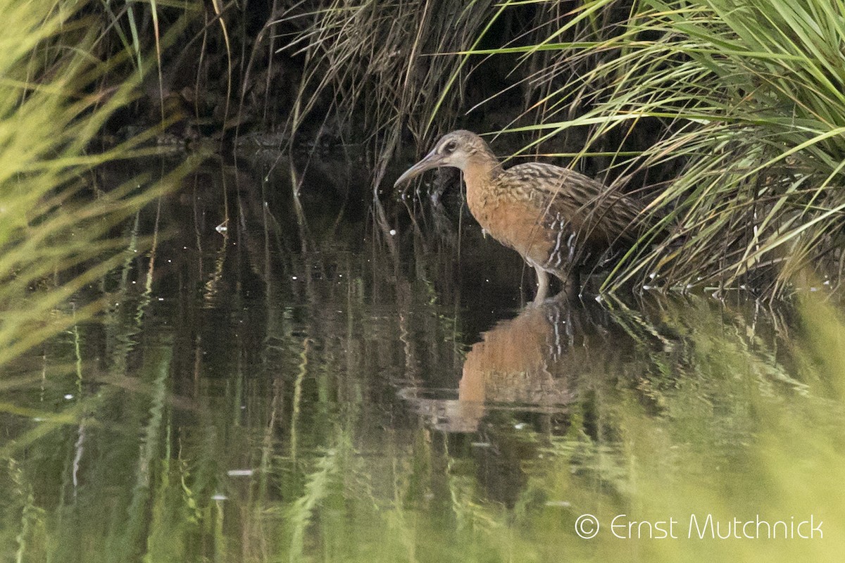 King Rail - ML467878451