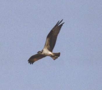 Osprey - ML467878581