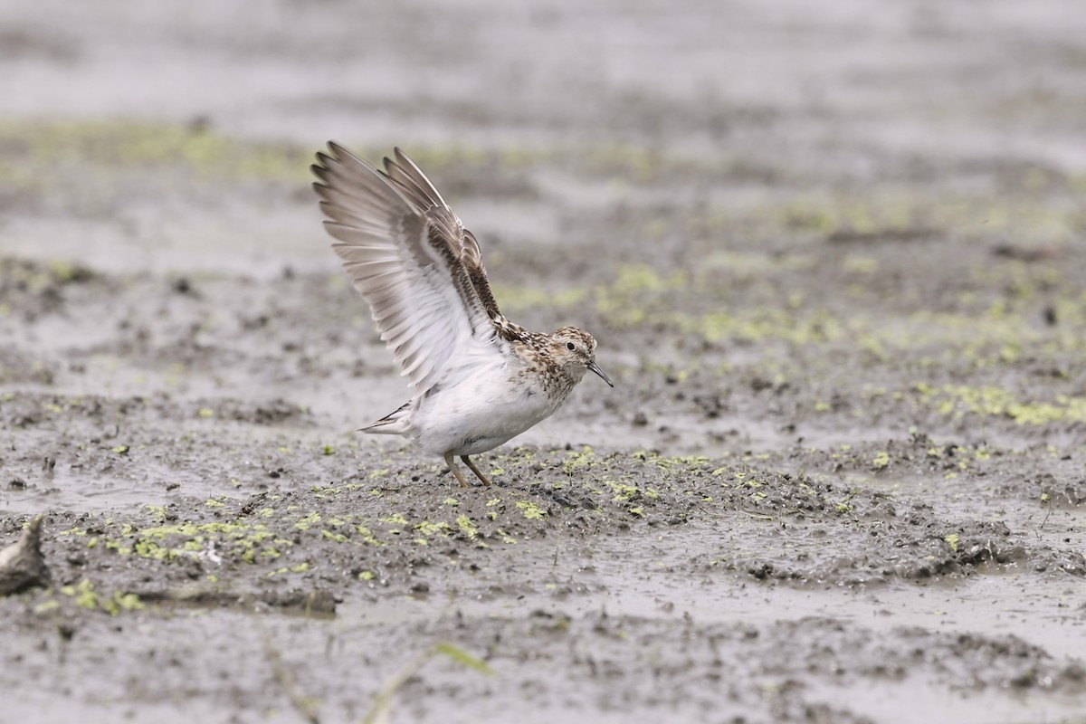 Least Sandpiper - ML467878791