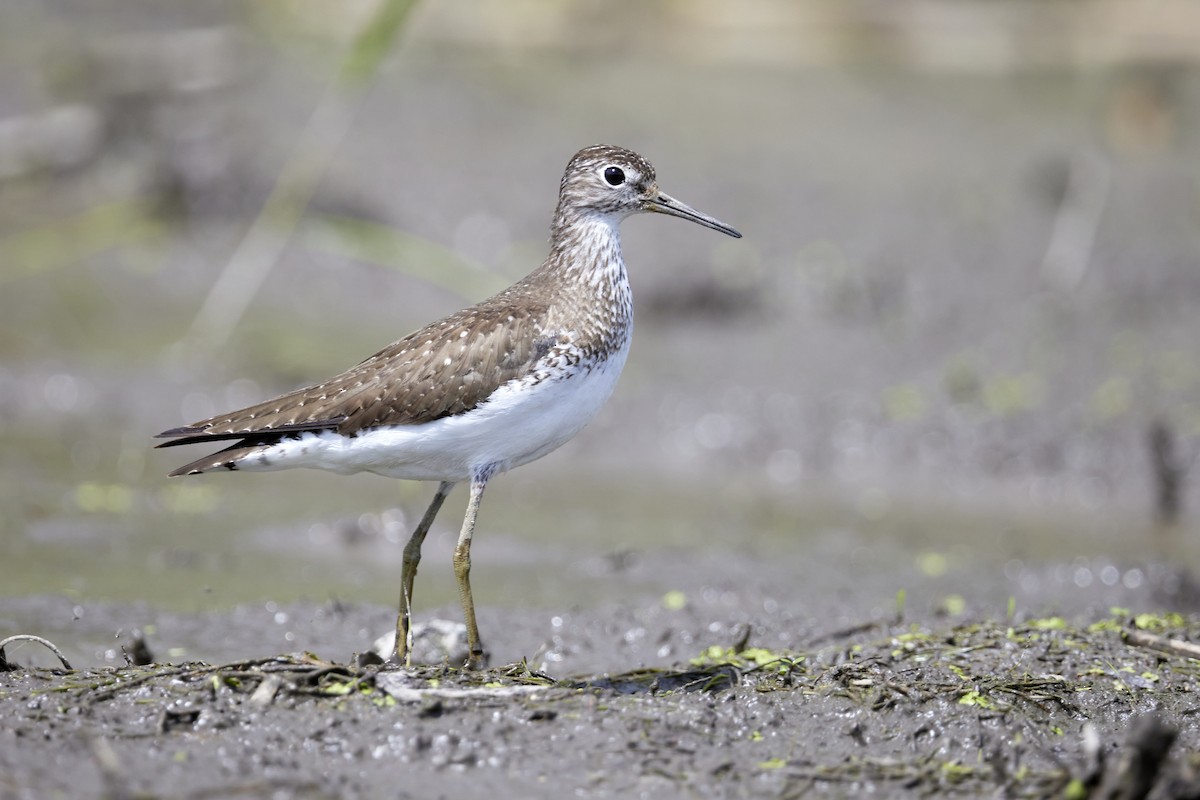 Solitary Sandpiper - ML467879241