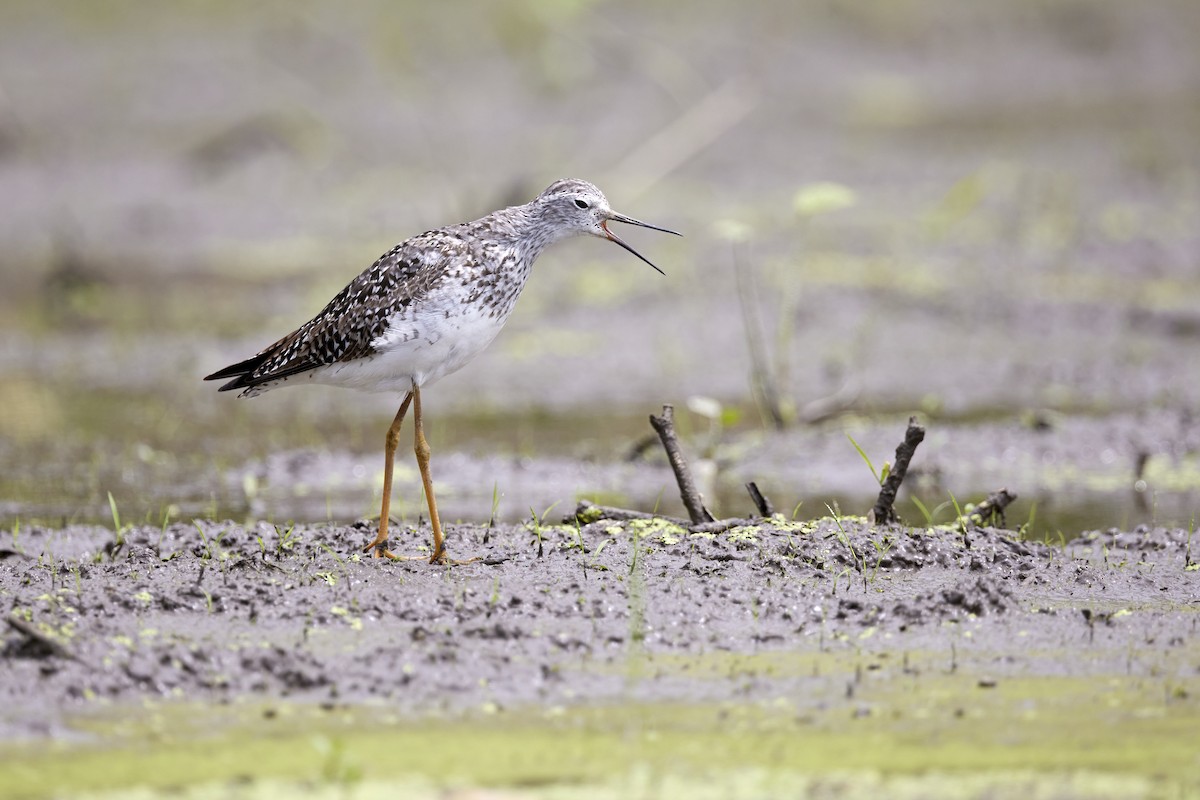 Lesser Yellowlegs - ML467881031