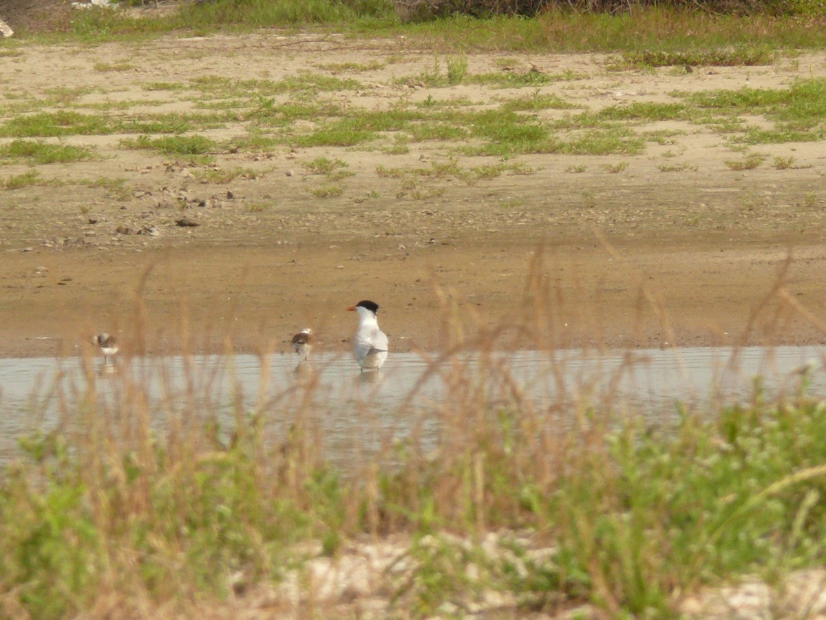 Royal Tern - ML467881501