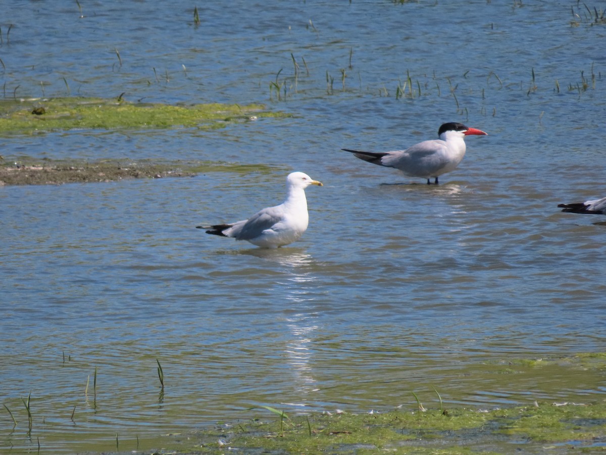 Caspian Tern - ML467881981