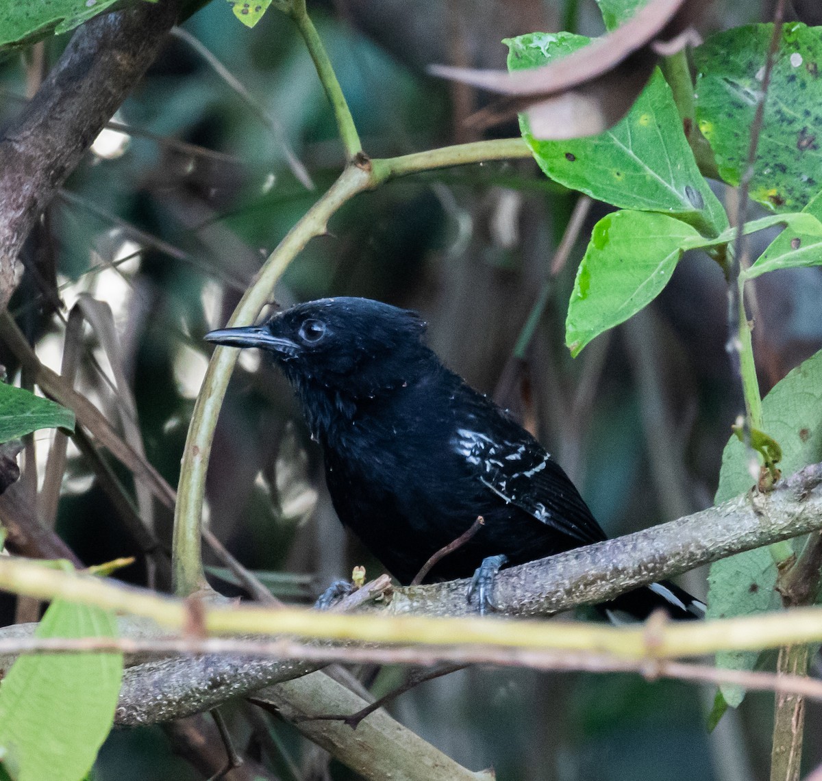 Bananal Antbird - ML467882091