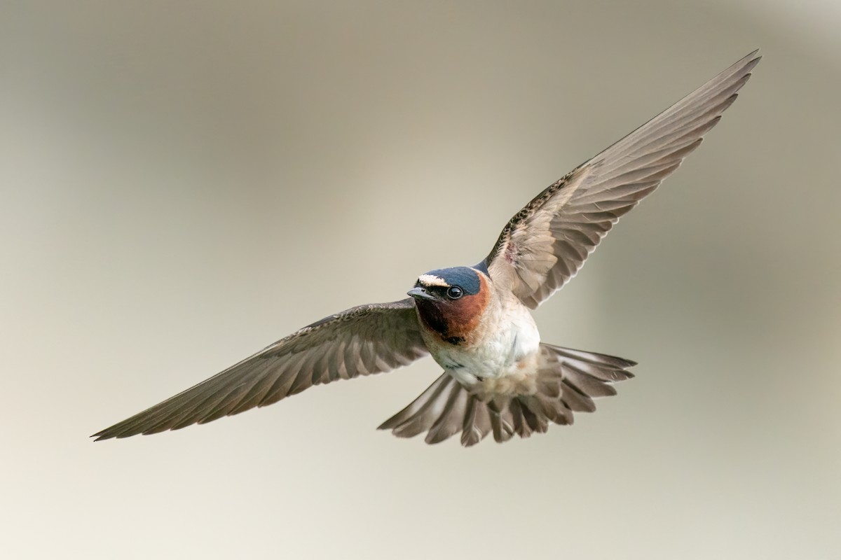 Cliff Swallow - ML467882691