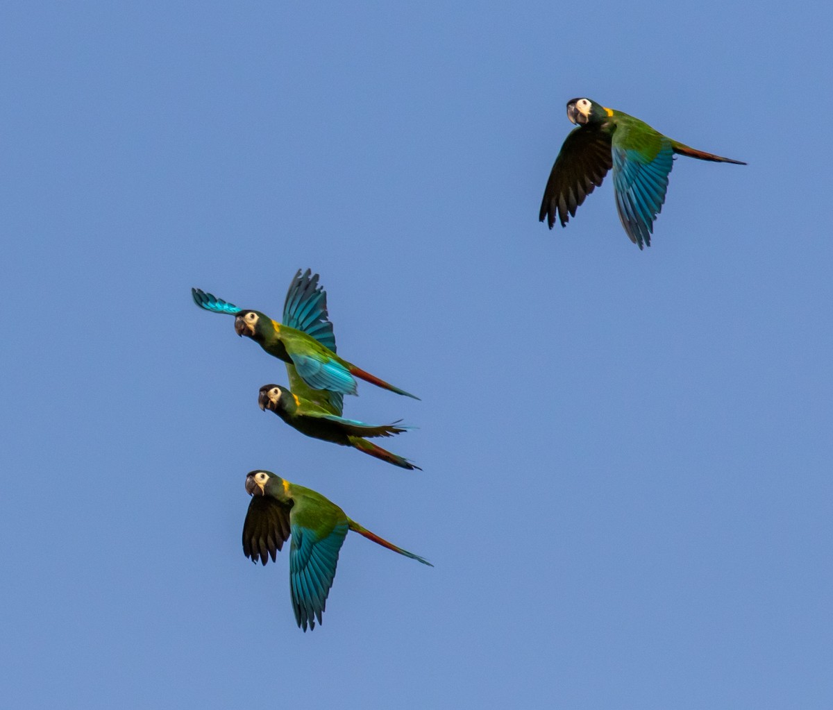 Yellow-collared Macaw - Ron Hoff Dollyann Myers