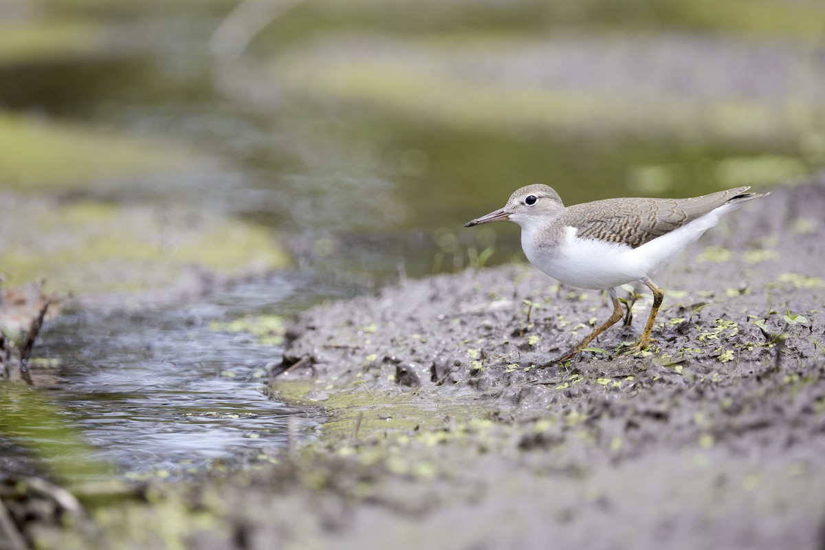 Spotted Sandpiper - ML467882841