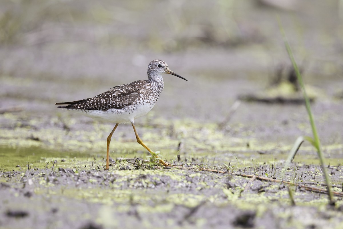 Lesser Yellowlegs - ML467883281