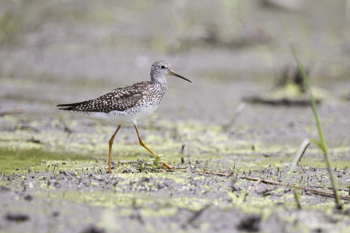 Lesser Yellowlegs - Michael Yablick