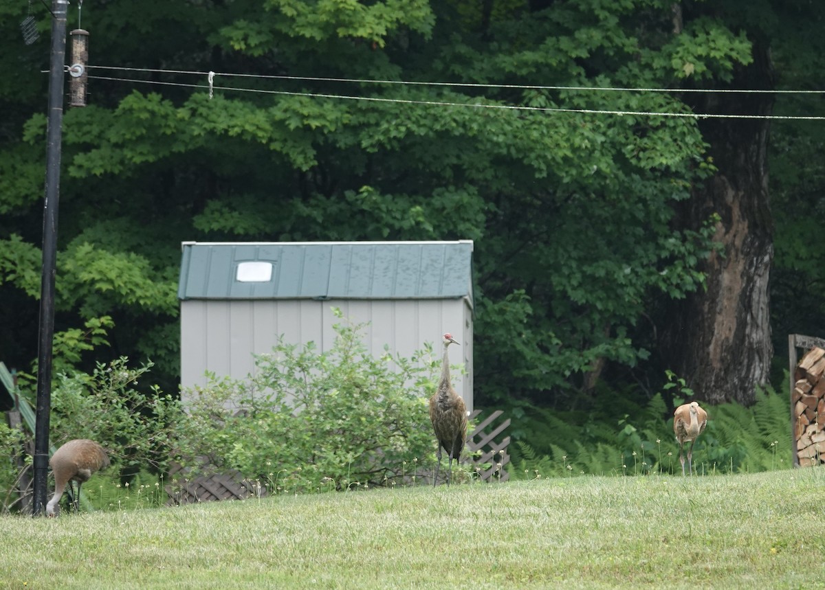 Sandhill Crane - ML467884111