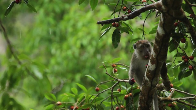 Long-tailed Macaque - ML467886