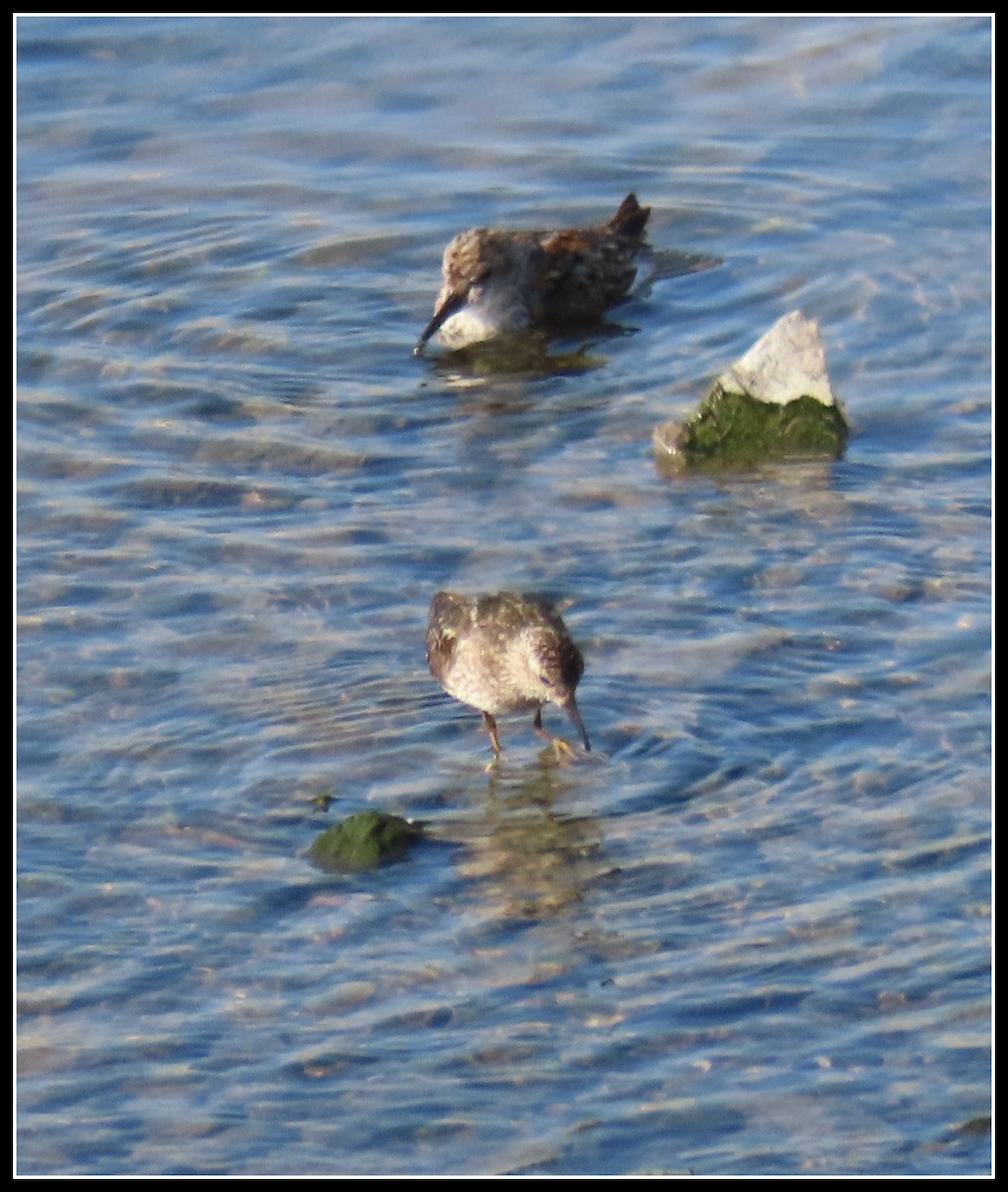 Least Sandpiper - ML467886561