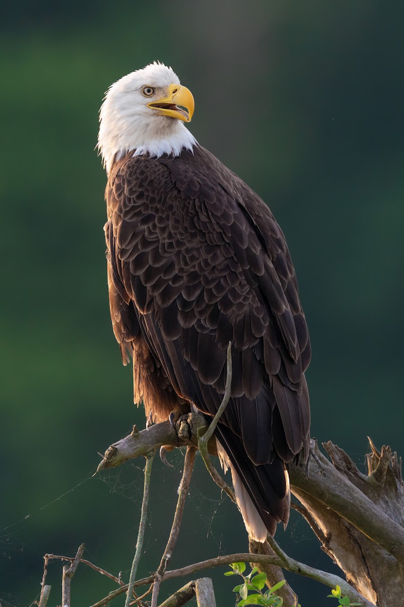 Bald Eagle - Peter F