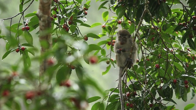 Long-tailed Macaque - ML467887