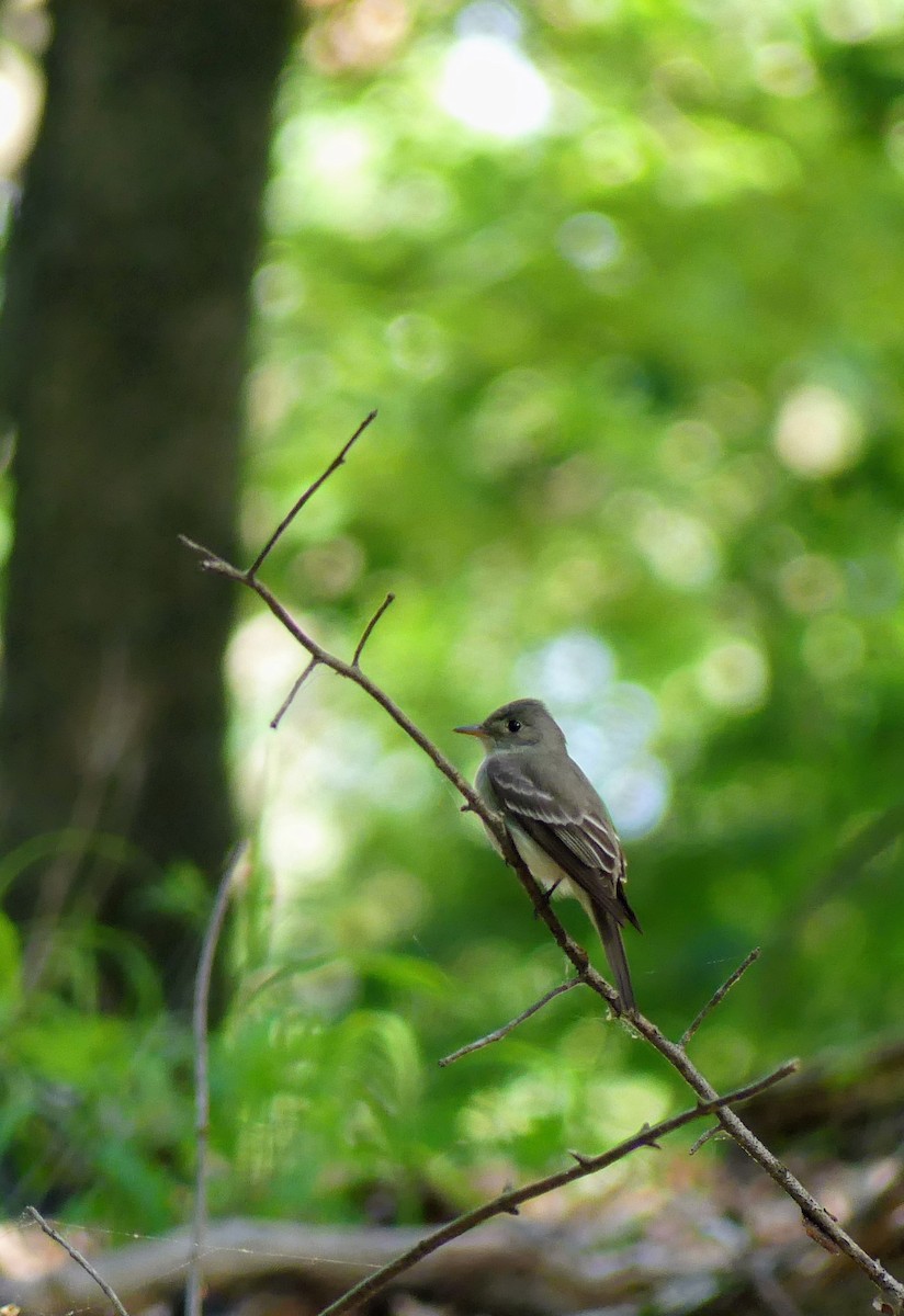 Eastern Wood-Pewee - ML467887091