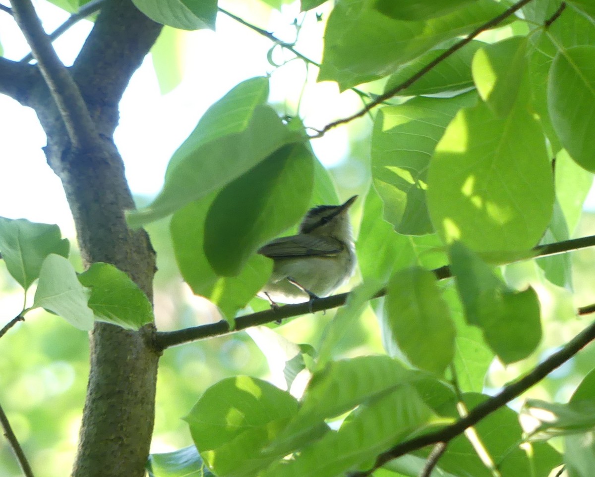 Red-eyed Vireo - ML467887281