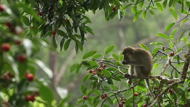 Long-tailed Macaque - ML467888