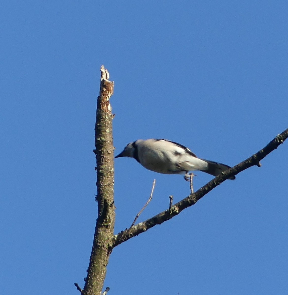 Blue Jay - ML467888071