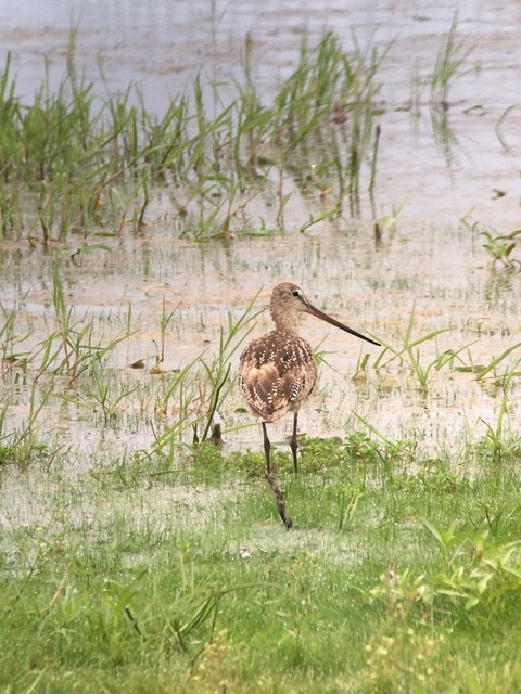 Marbled Godwit - Ted Buerger