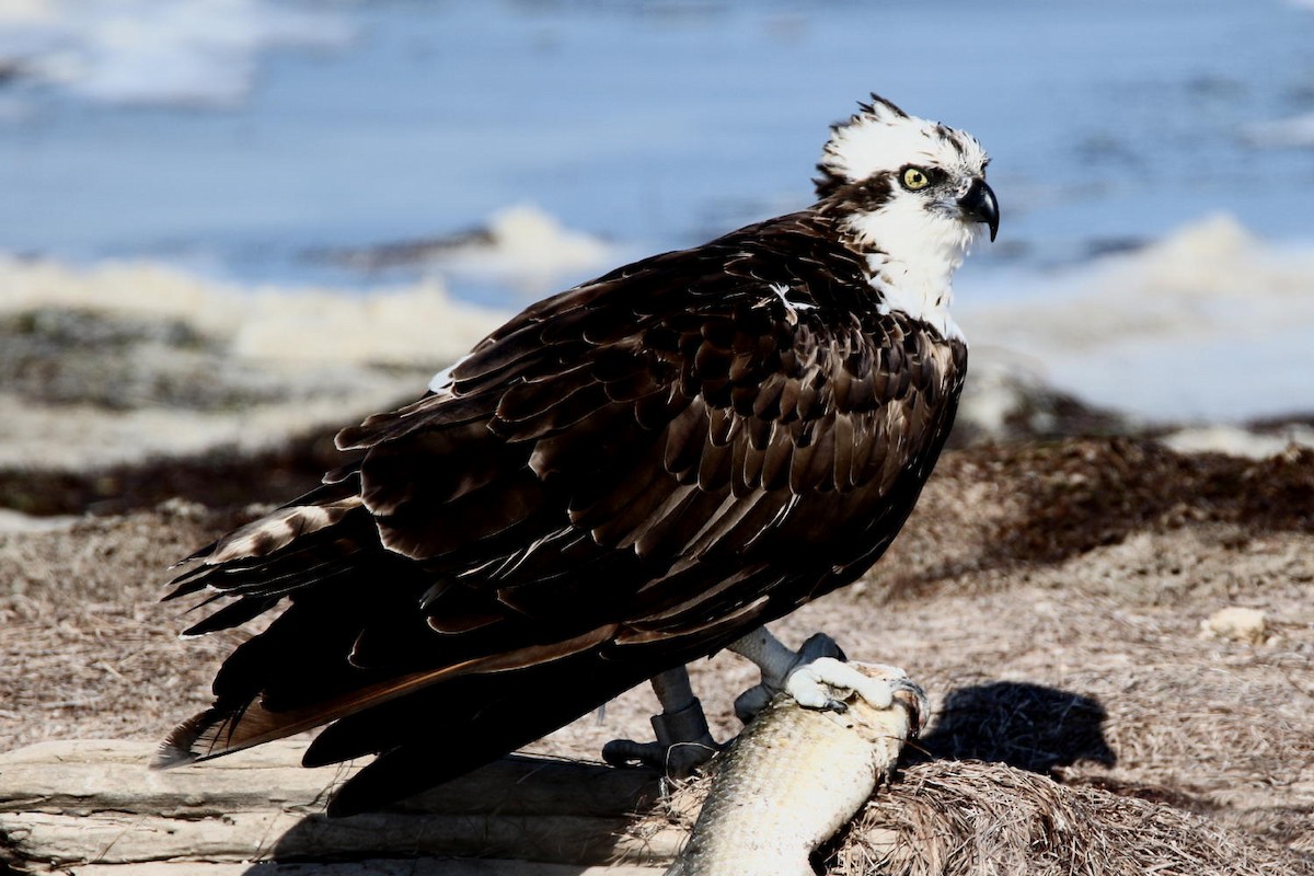 Osprey - ML46788861